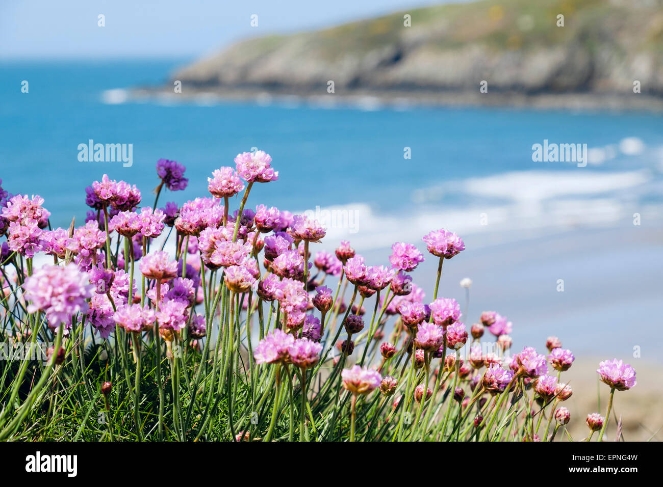 Im Frühsommer wachsen am Küstenpfad über dem Strand die Blumen Sea Pink oder Thrift. Church Bay Isle of Anglesey North Wales Großbritannien Stockfoto