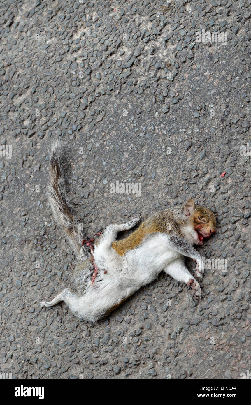 Toten grauen Eichhörnchen auf der Straße - Road kill Stockfoto