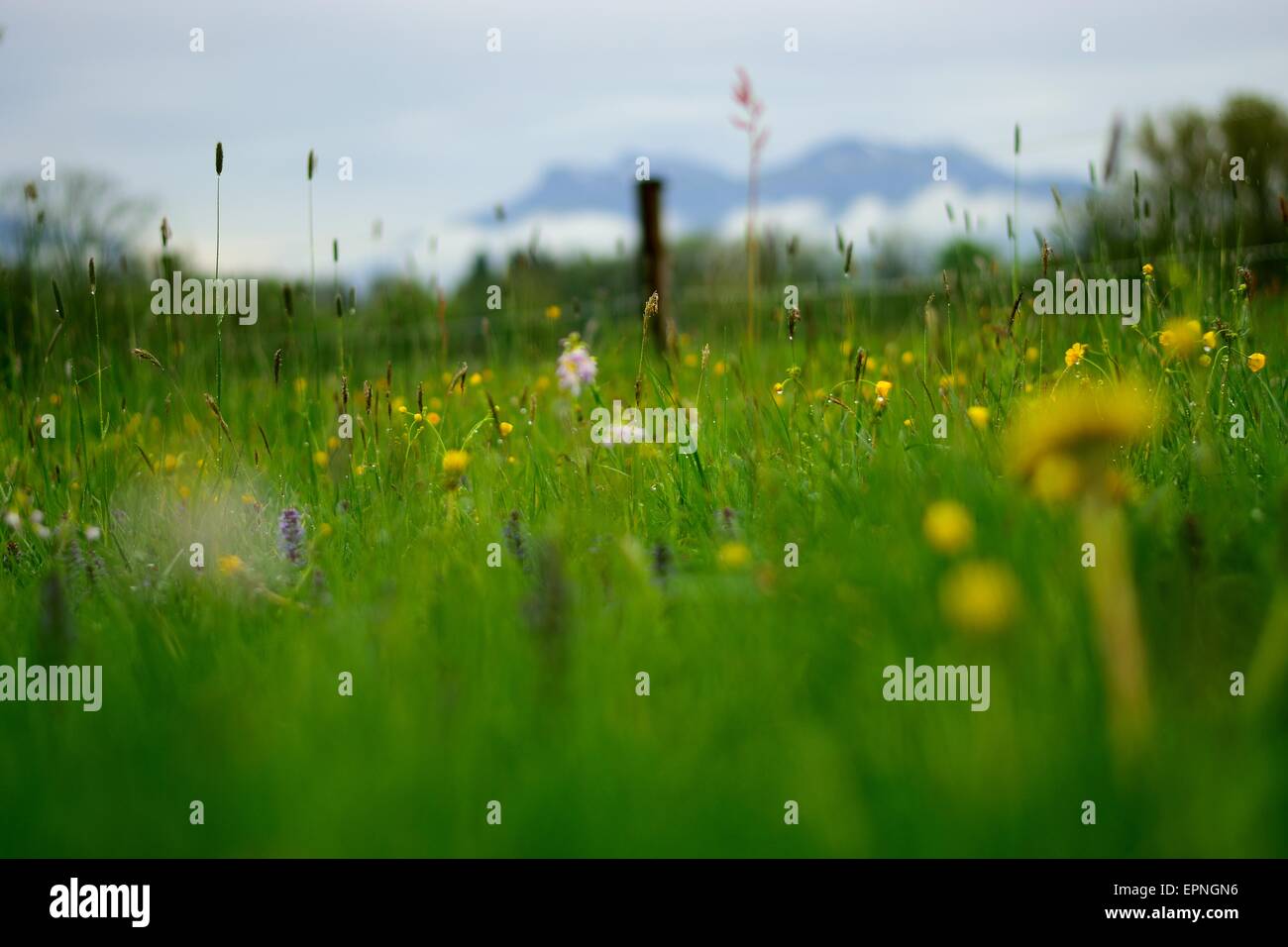 Wildblumen Landschaft Stockfoto