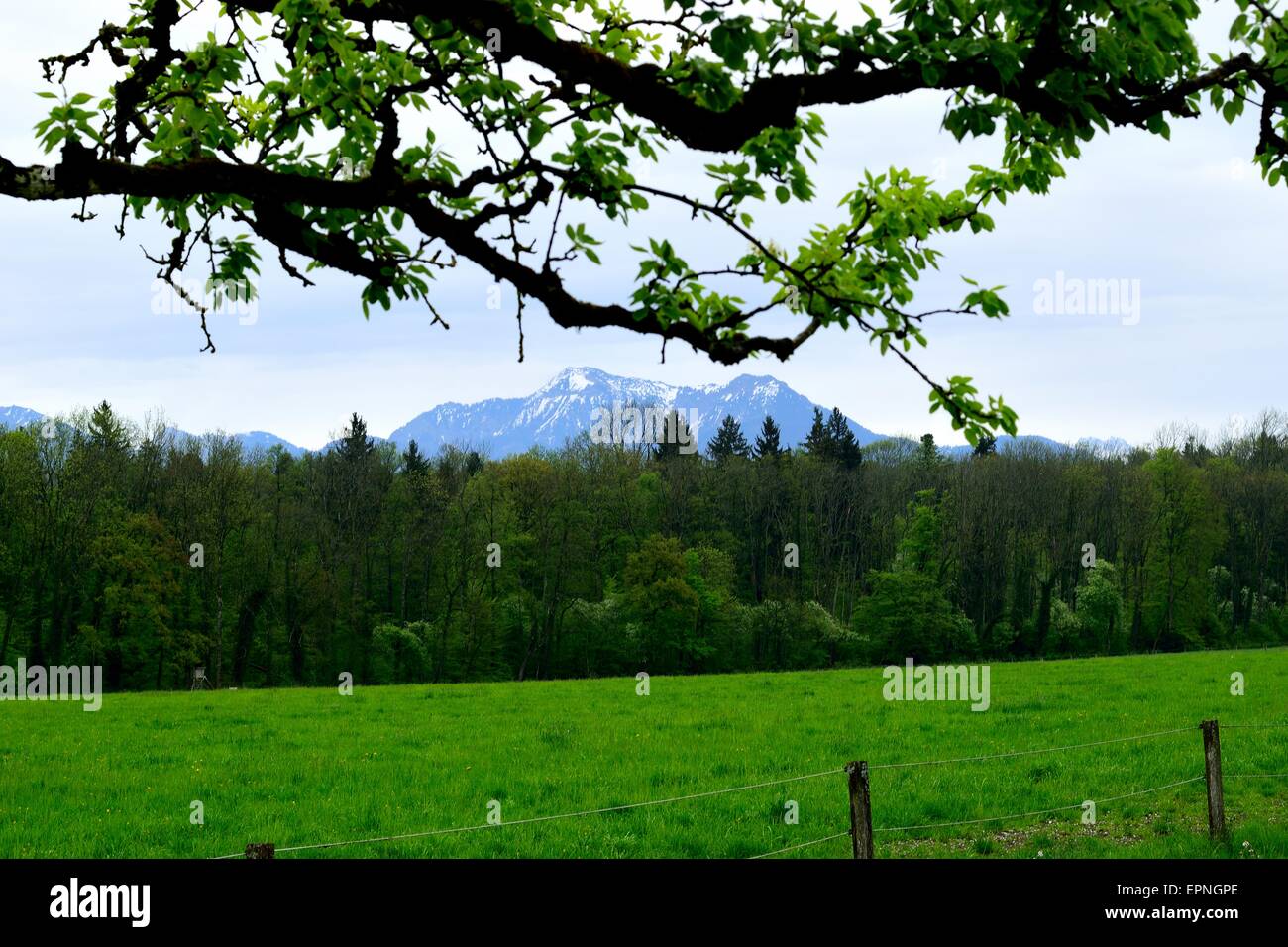 Grüne Wiese mit den Bergen im Hintergrund Stockfoto