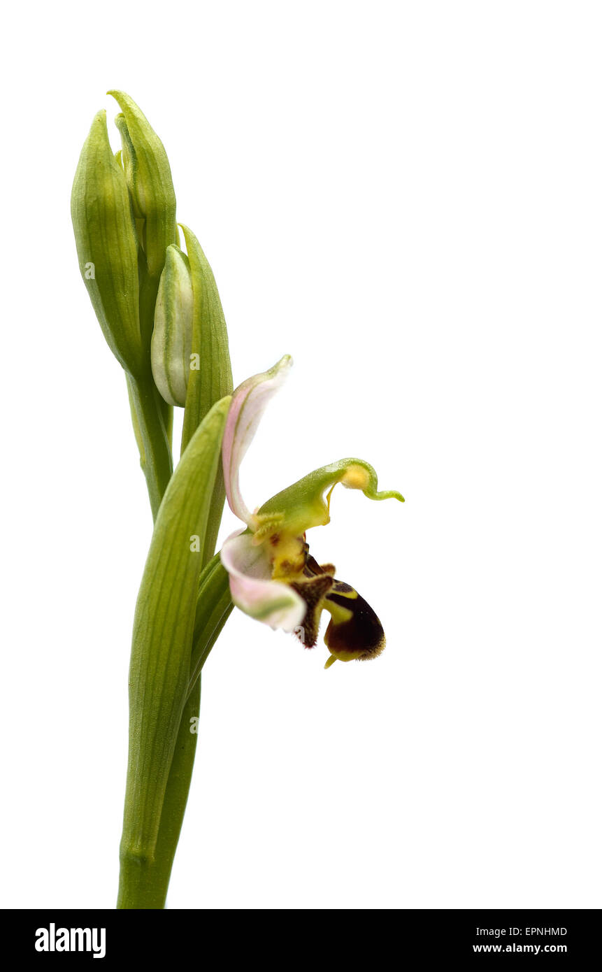 Biene Orchidee Profil isoliert - Ophrys Apifera Stockfoto