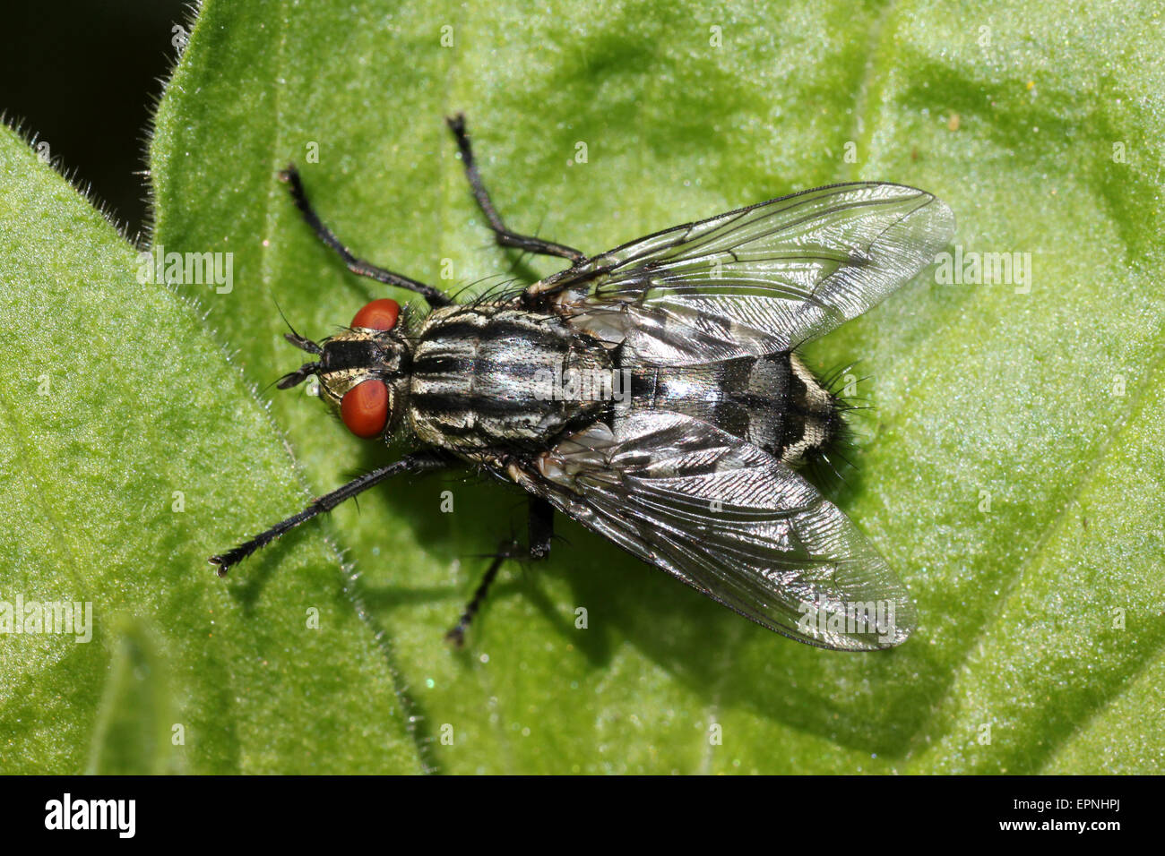 Fleisch-Fly Sarcophaga sp Stockfoto