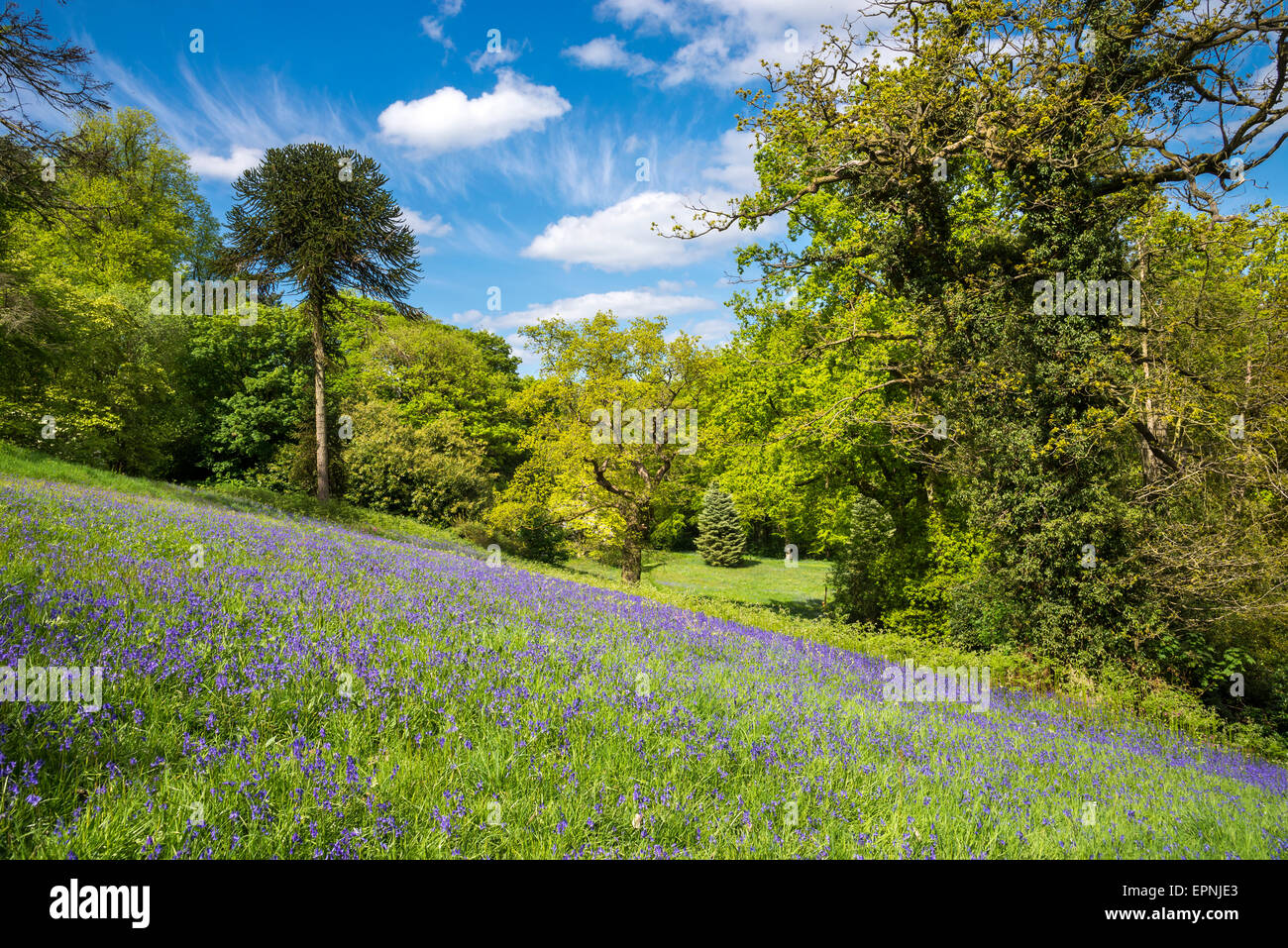 Weite der Glockenblumen Cholmondeley Castle Gardens in Cheshire an einem sonnigen Frühlingstag. Stockfoto