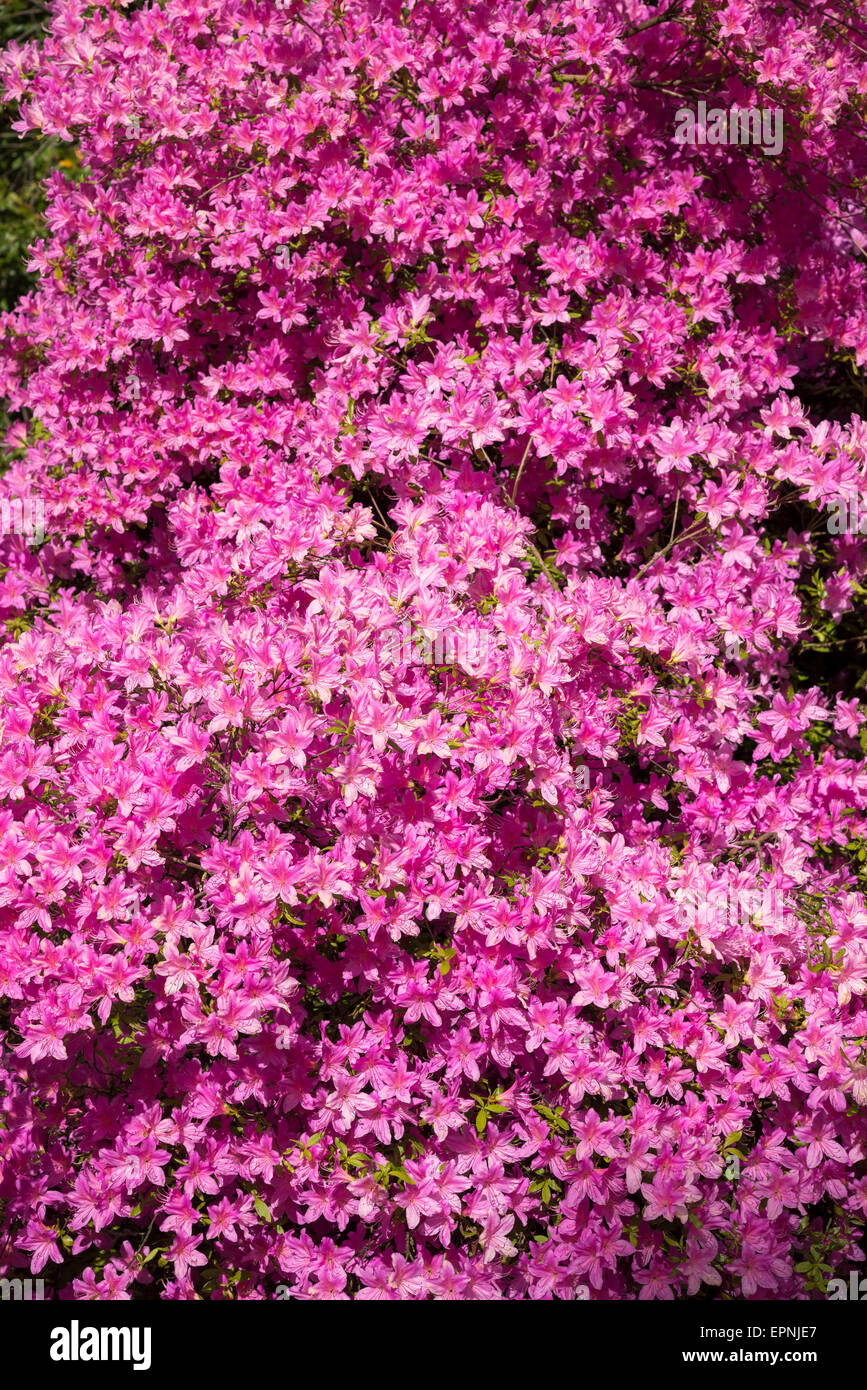 Lebendige rosa japanische Azalee mit Masse von bunten Blüten im Frühlingssonnenschein. Stockfoto