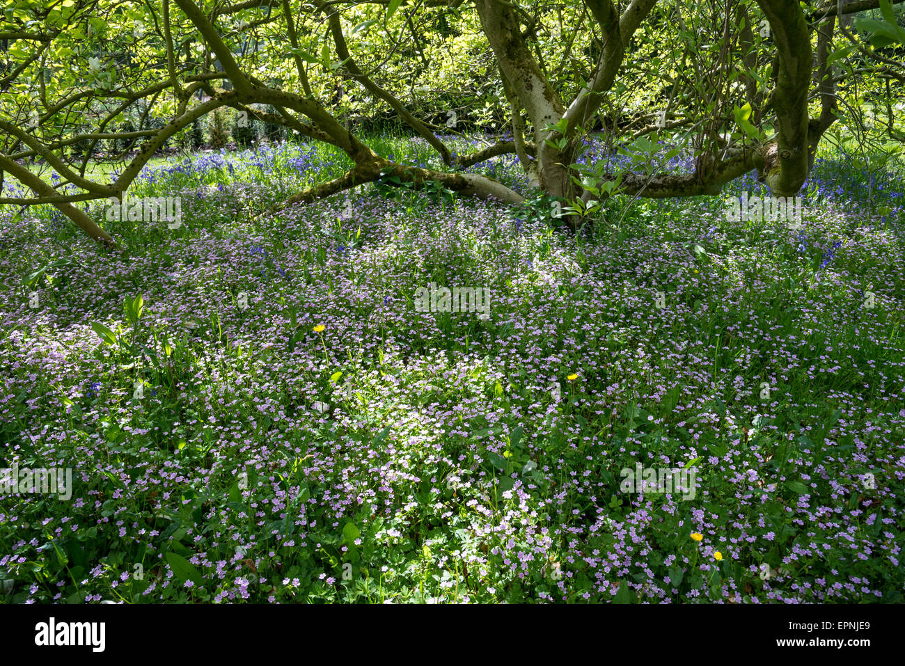 Zart rosa Claytonia wächst unter Sträucher in einem englischen Garten im Frühlingssonnenschein. Stockfoto