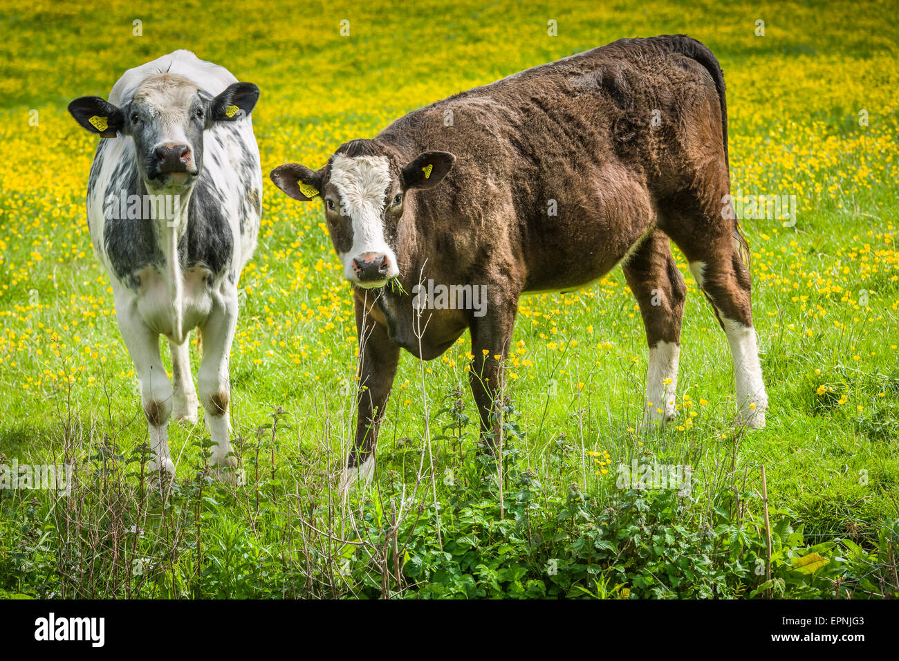 UK-Vieh Stockfoto