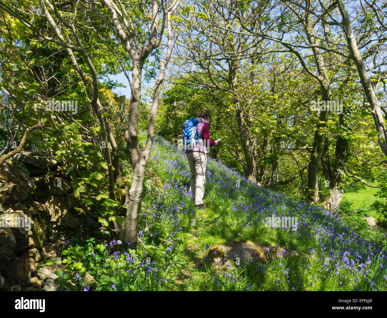 Weibliche Walker Überprüfung Karte auf öffentlichen Fußweg durch Bluebell Holz auf einem schönen Wandertag kann Isle of Anglesey North Wales Stockfoto