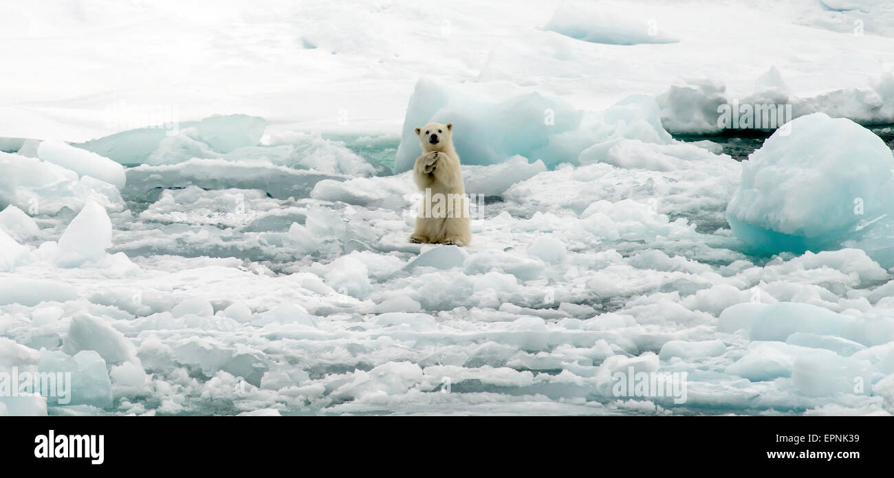 Polar Bear Cub (Ursus Maritimus) auf Packeis Spitzbergen Norwegen Polarkreis Skandinavien Europa Stockfoto