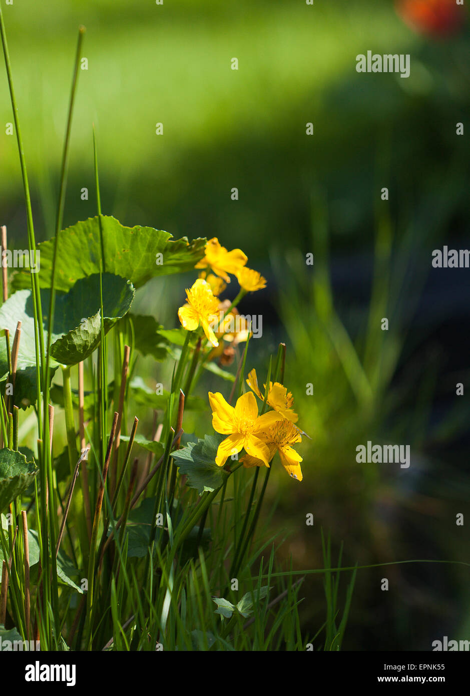 Marsh-Ringelblumen Stockfoto