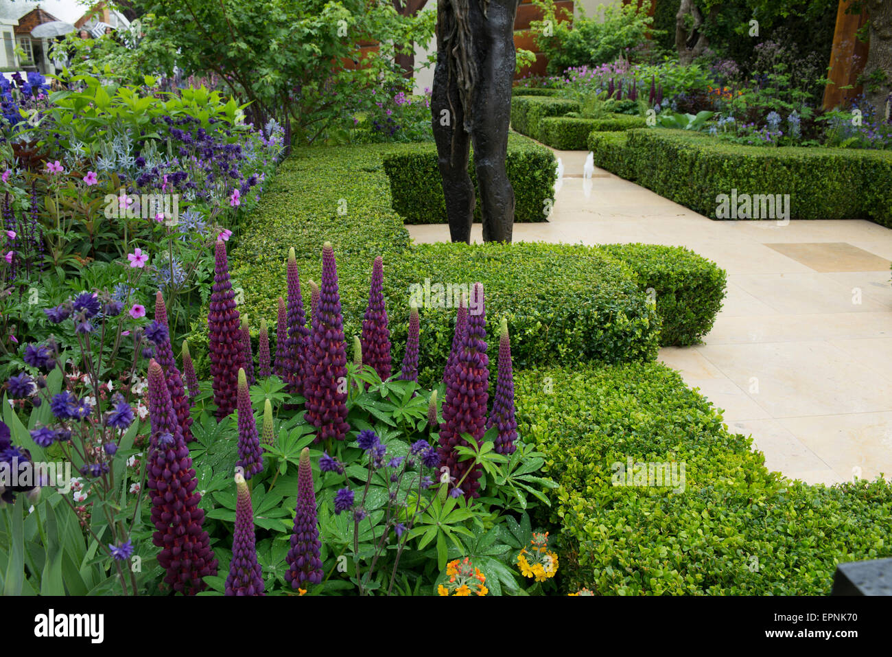 2015 RHS Chelsea Flower Show, The Morgan Stanley gesunde Städte Garten, entworfen von Chris Beardshaw, intensiv gefärbt, Lupinen Stockfoto