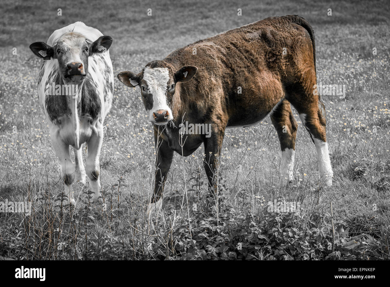 UK-Vieh Stockfoto