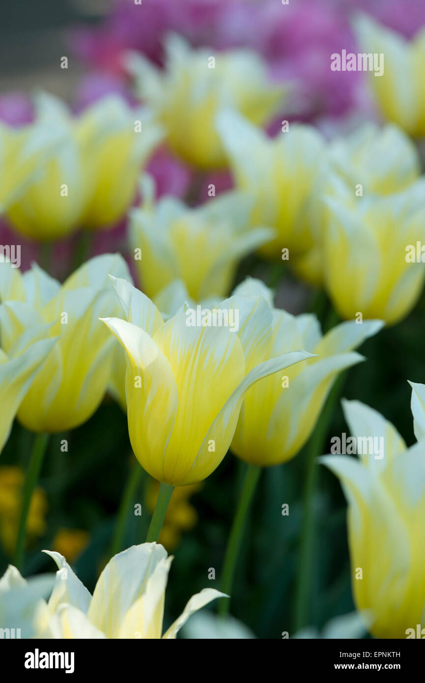 Tulipa 'Budlight'.  Lily blühende Tulpe, die durch Sonnenlicht beleuchtet Stockfoto