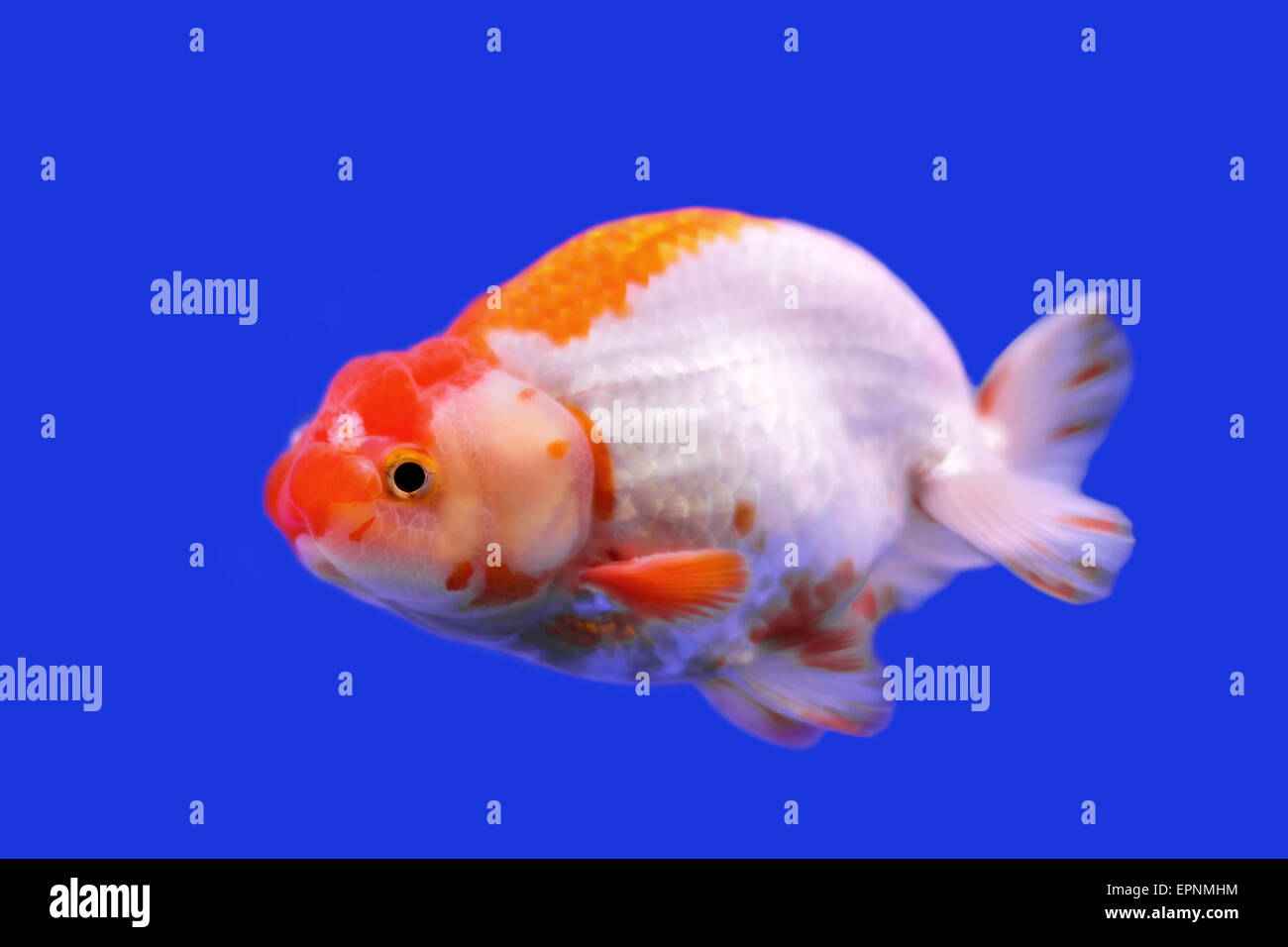 Lion Head Fish Stockfotos und  bilder Kaufen   Alamy