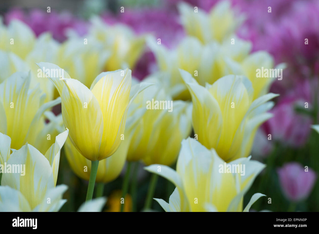Tulipa 'Budlight'.  Lily blühende Tulpe, die durch Sonnenlicht beleuchtet Stockfoto
