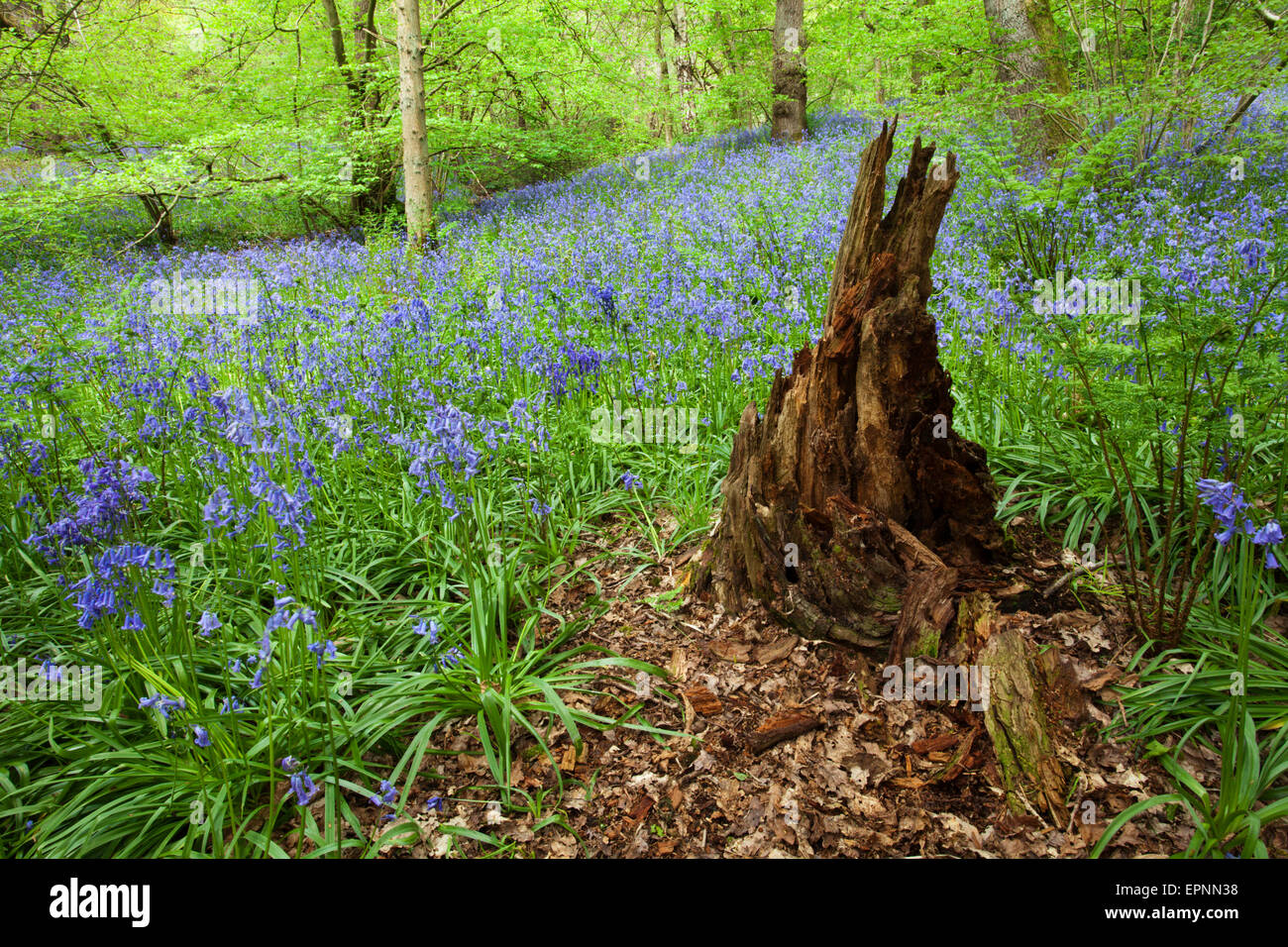 Baumstumpf und Glockenblumen in Middleton Wald Ilkley West Yorkshire England Stockfoto