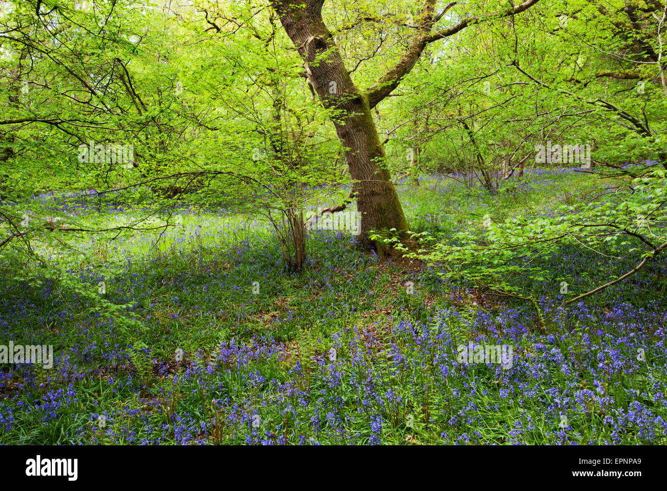 Glockenblumen und Frühling Laub in Middleton Woods Ilkley, West Yorkshire England Stockfoto