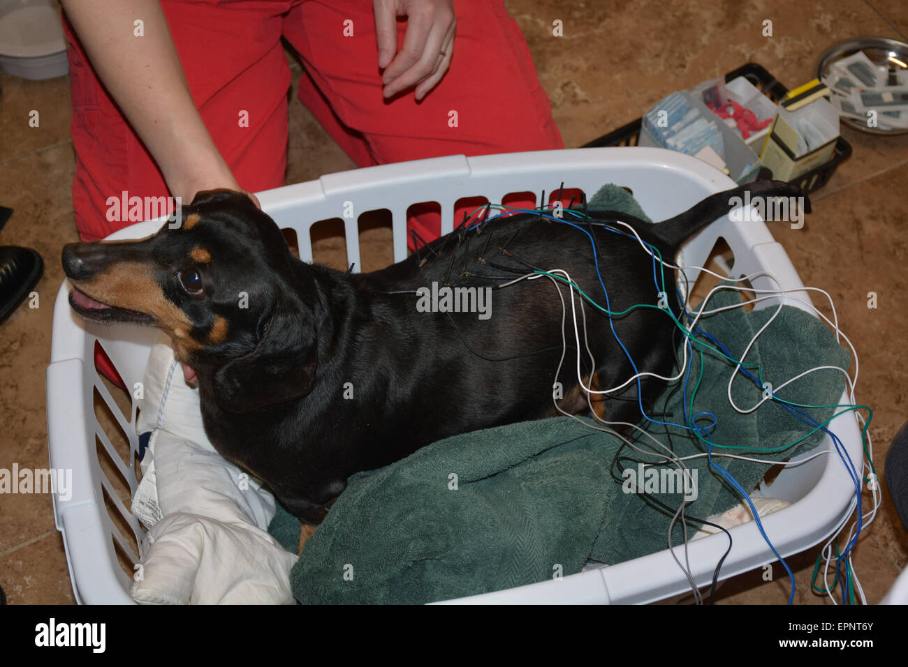 In Akupunktur auf unserer Minidachshund in Ontario Kanada durchgeführt Stockfoto