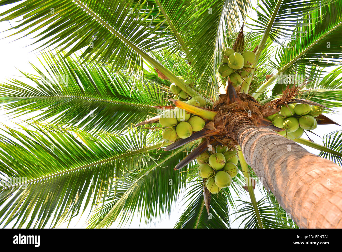 Kokospalme Stockfoto