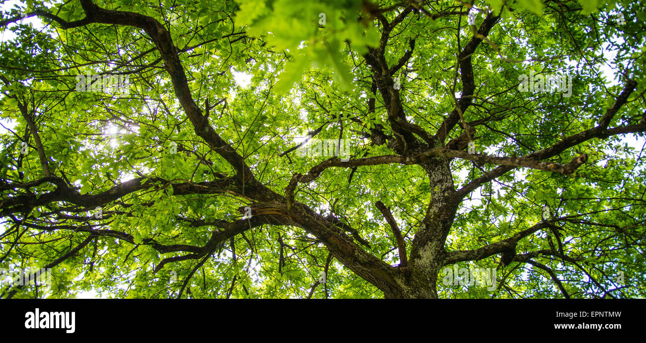 Neue Laub der Eiche im Frühling, Aquitaine, Frankreich Stockfoto