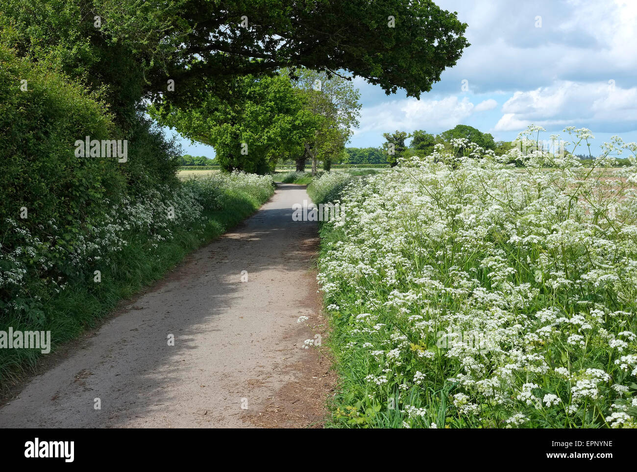 Kuh, Petersilie wächst in der englischen Landschaft, Norfolk, england Stockfoto