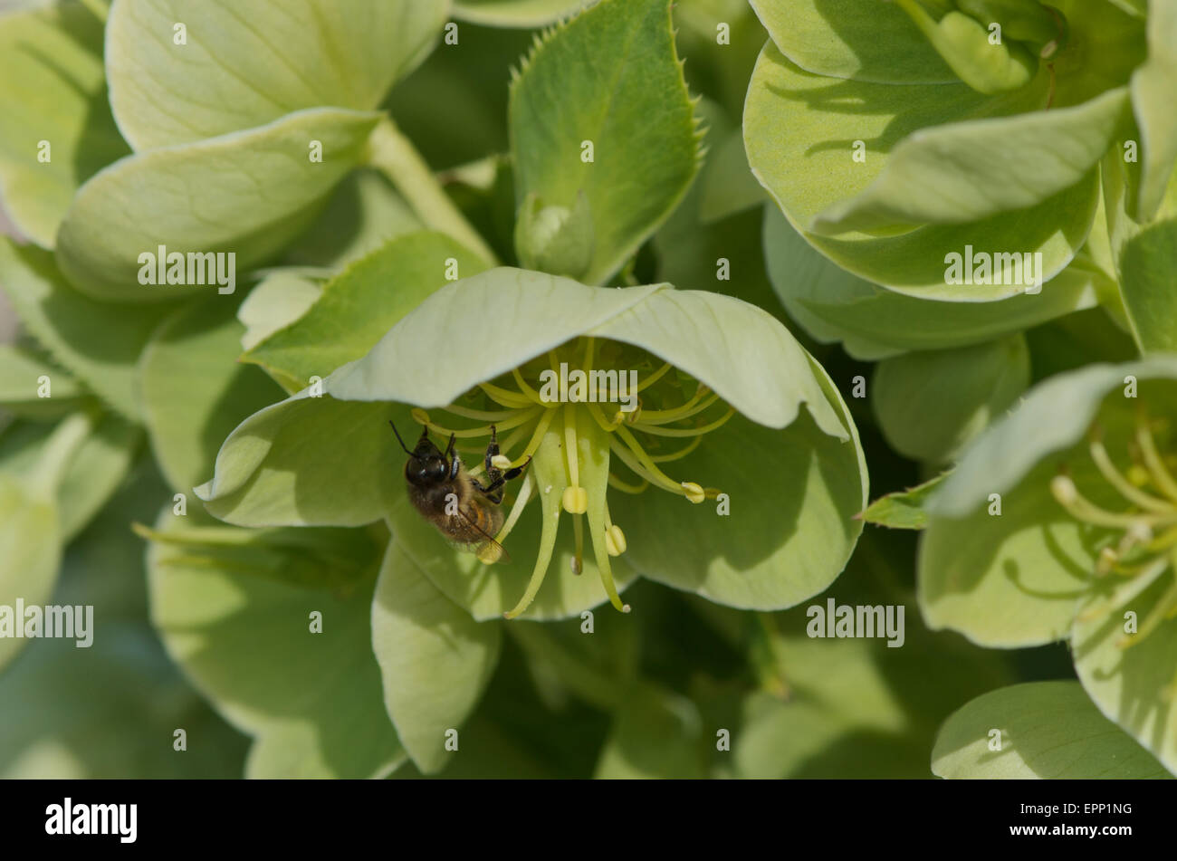 Grüne Nieswurz mit Biene Stockfoto