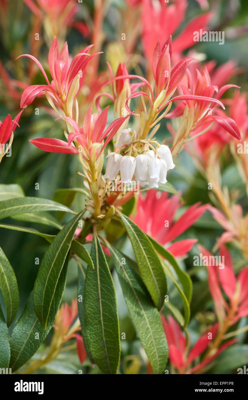 Pieris Japonica Waldflamme Stockfotos Und Bilder Kaufen Alamy