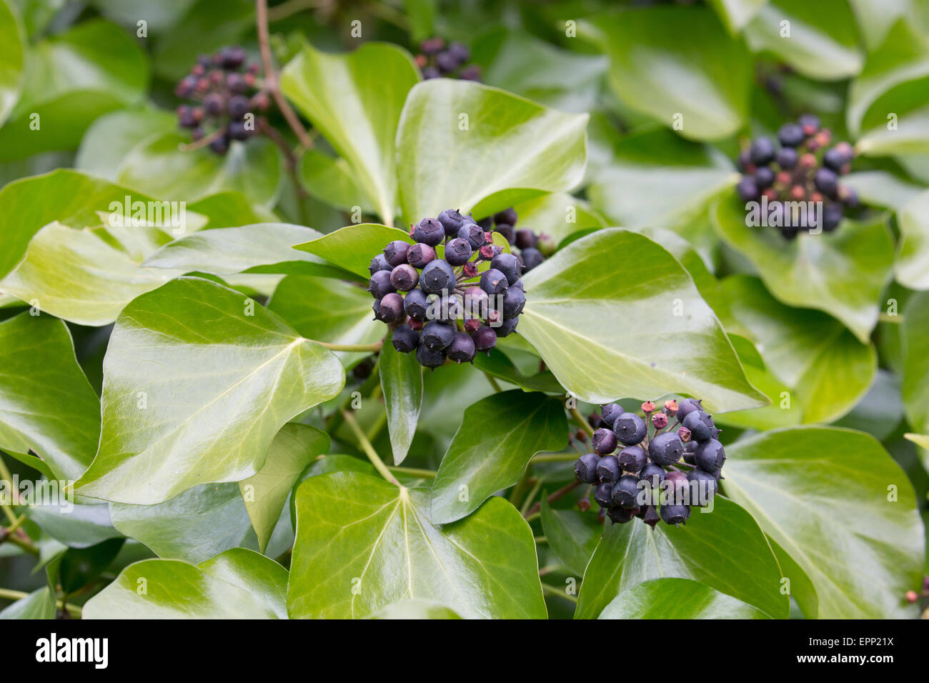Schwarze efeu beeren -Fotos und -Bildmaterial in hoher Auflsung  Alamy
