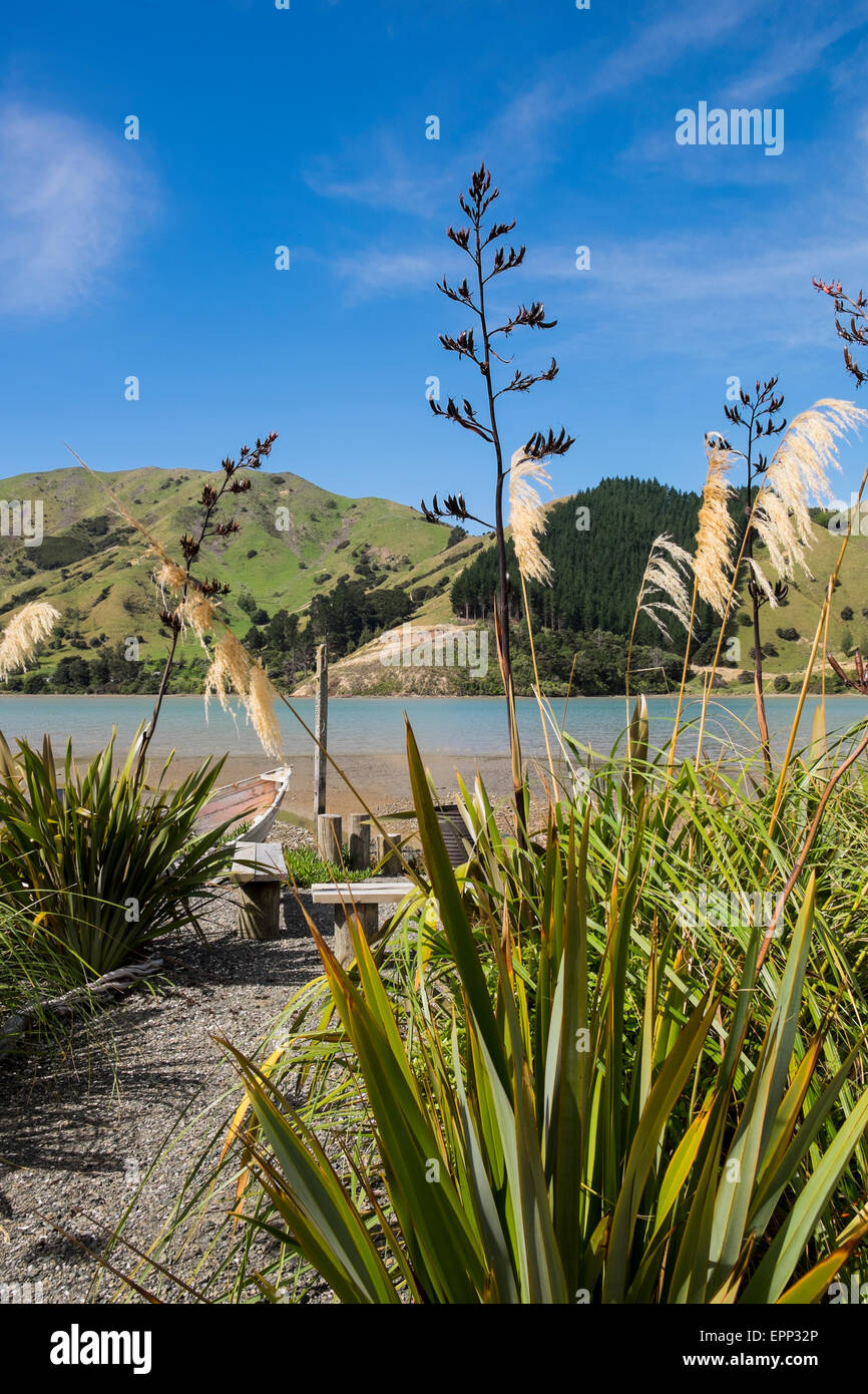 Flachs, Phormium Tenax und Toi Toi Austroderia Rasen am Ufer des Cable Bay, Neuseeland. Stockfoto