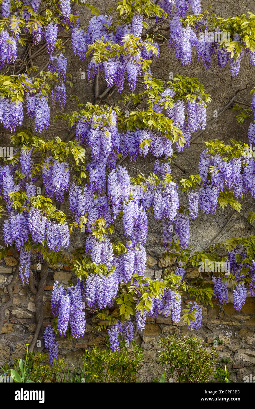 Villa d Este, Tivoli, Latium, Italien, UNESCO-Weltkulturerbe Stockfoto