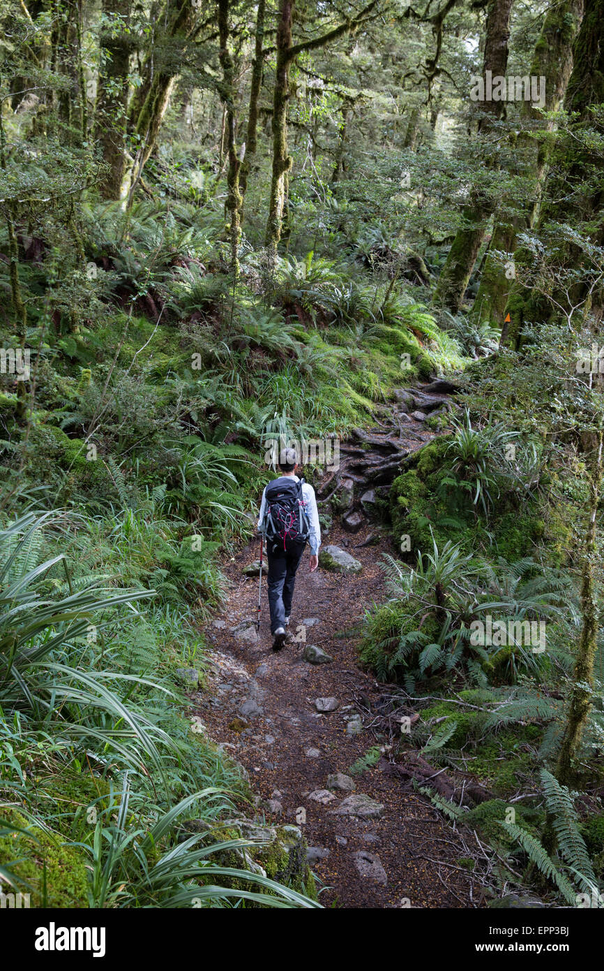Eine weibliche Wanderer führt durch gemäßigten Regenwald in der südlichen Alpen Südinsel Neuseelands in der Nähe von Lake Marian Stockfoto