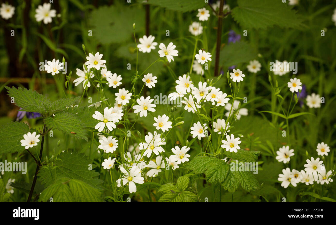 Größere Stitchwort Stellaria Holostea wächst in feuchten Wäldern in Somerset UK Stockfoto