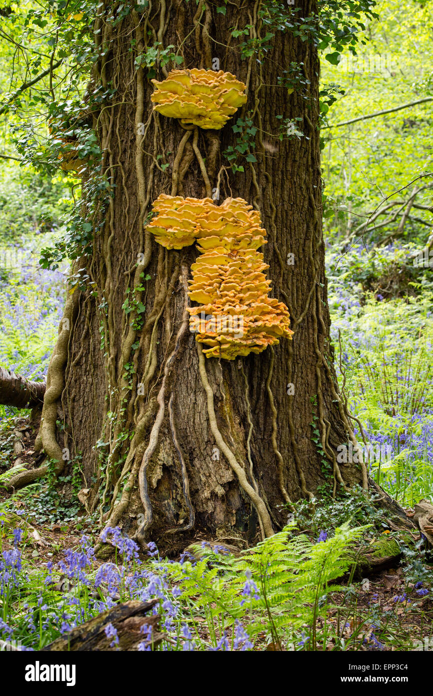 Huhn des Woods Laetiprorus Sulphureus Halterung Pilzes auf Eichenstamm in Prioren Holz in North Somerset UK Stockfoto