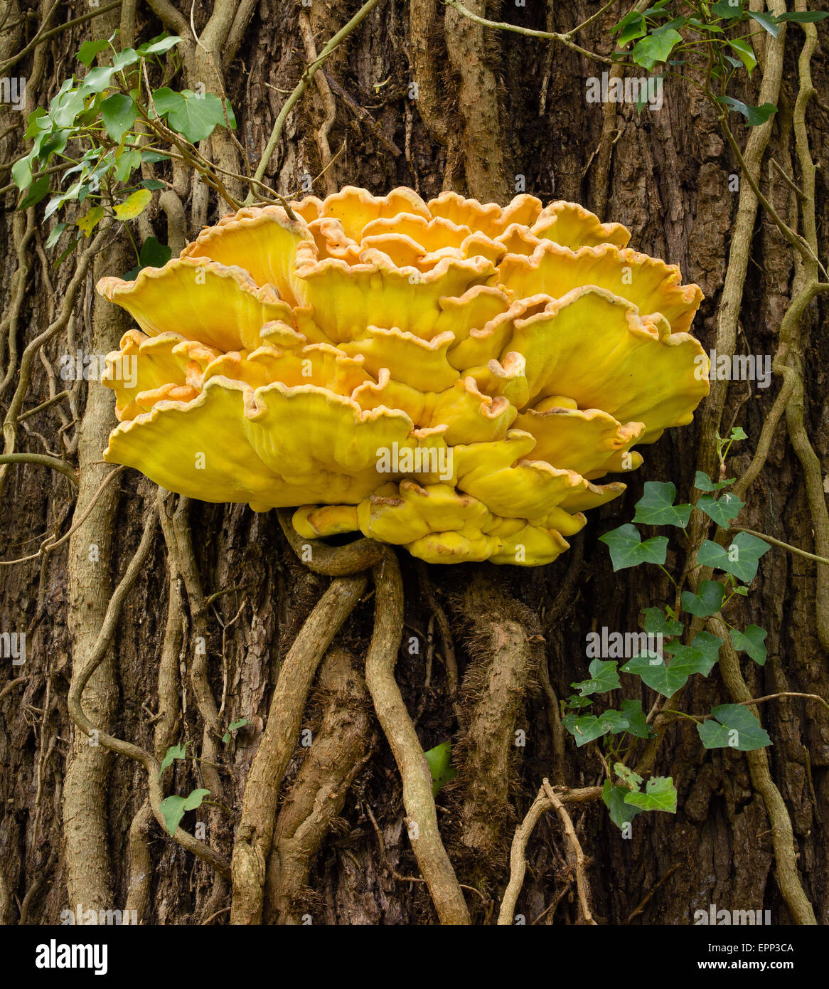 Huhn des Woods Laetiprorus Sulphureus Halterung Pilzes auf Eichenstamm in Prioren Holz in North Somerset UK Stockfoto