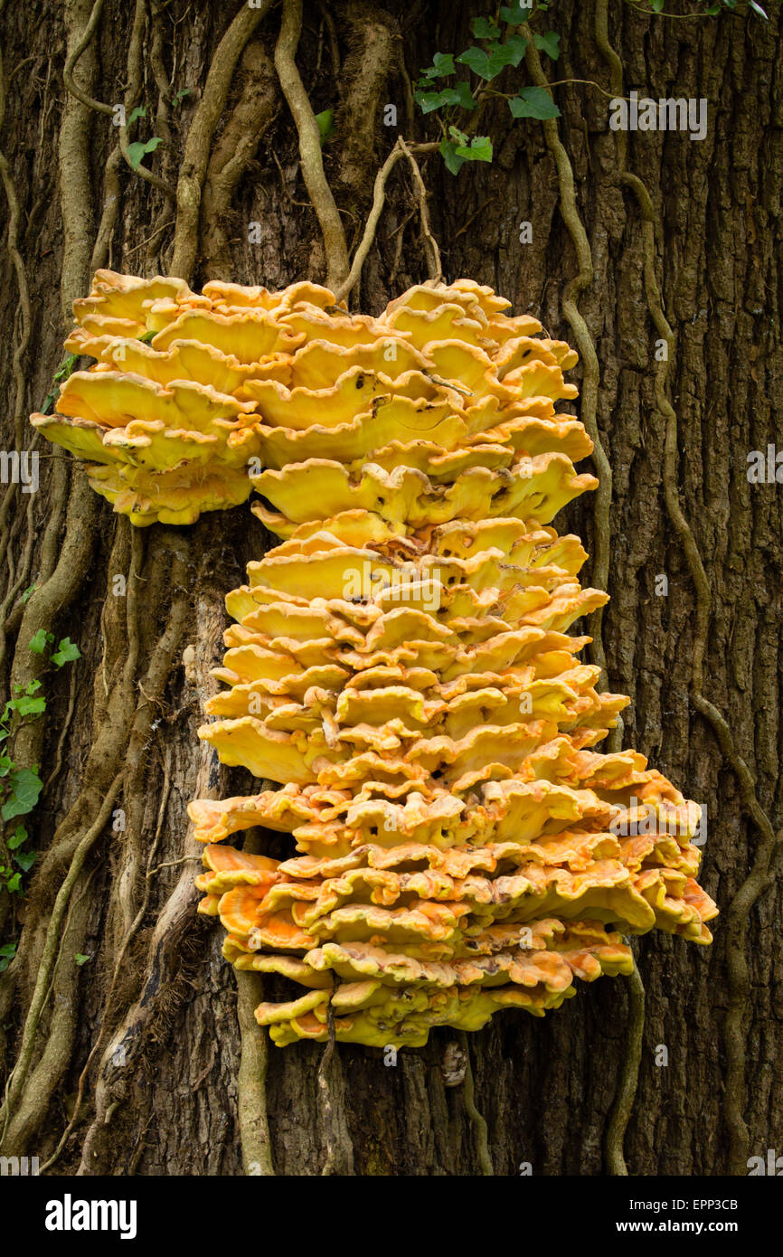 Huhn des Woods Laetiprorus Sulphureus Halterung Pilzes auf Eichenstamm in Prioren Holz in North Somerset UK Stockfoto