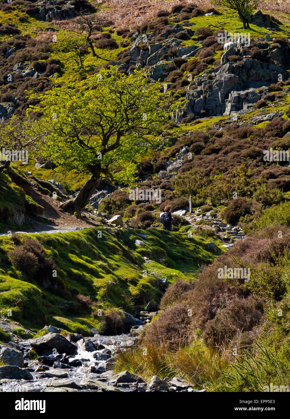 Kardieren Mill Valley auf der Long Mynd in der Nähe von Kirche Stretton in Shropshire Hügel England UK Stockfoto