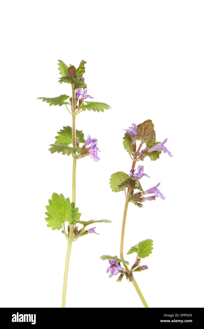 Ground Ivy, Glechoma Hederacea, wilde Blume isoliert gegen weiß Stockfoto