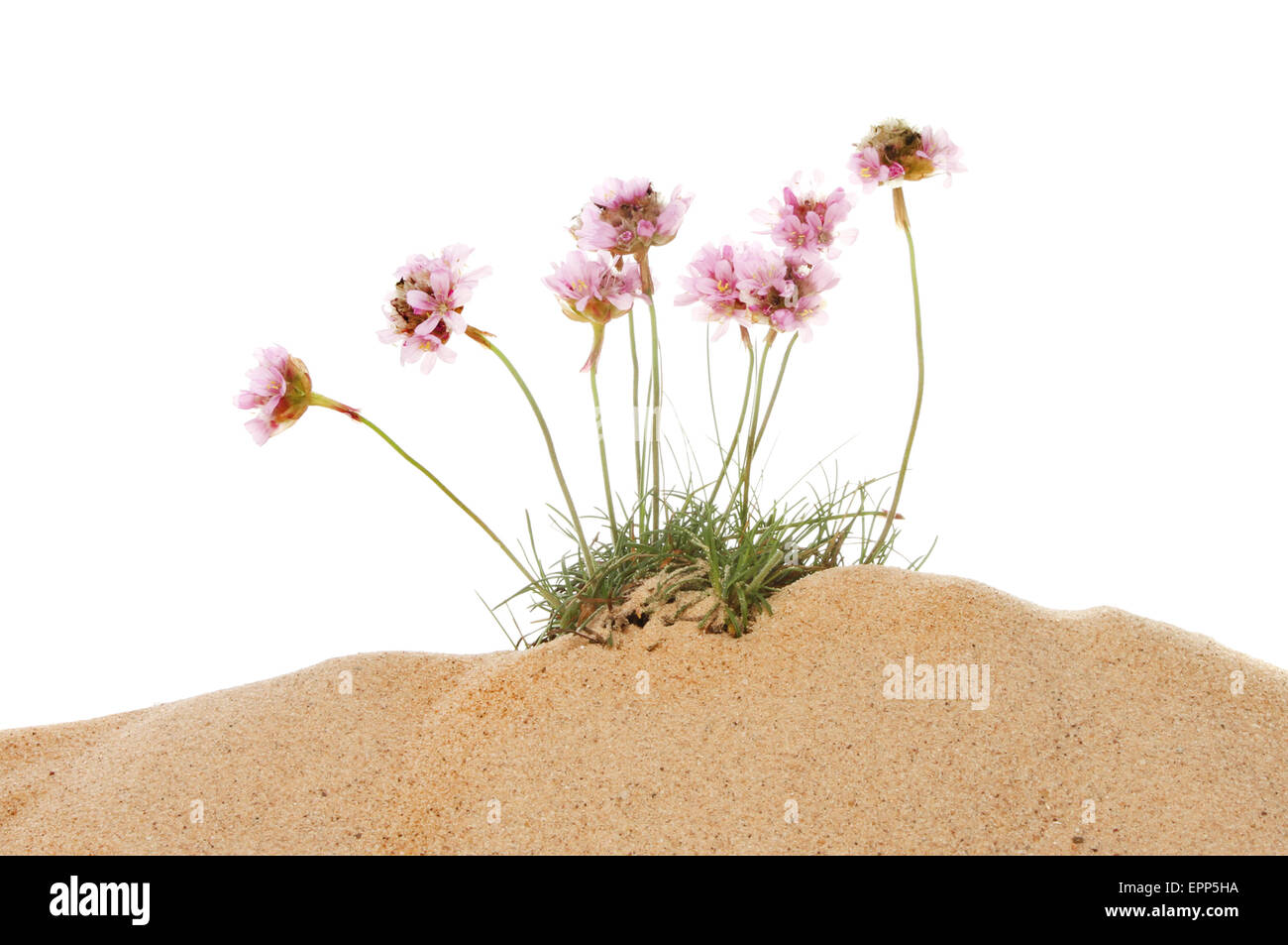 Büschel von Sparsamkeit, Armeria Maritima, Blumen wachsen im Sand vor einem weißen Hintergrund Stockfoto