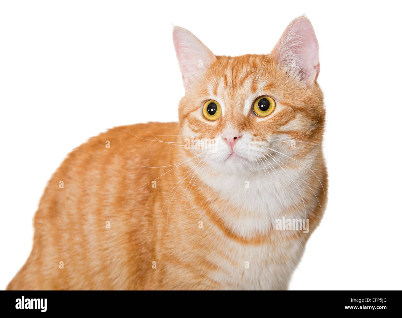 Schöne orange Katze, isoliert auf weißem Hintergrund Stockfoto