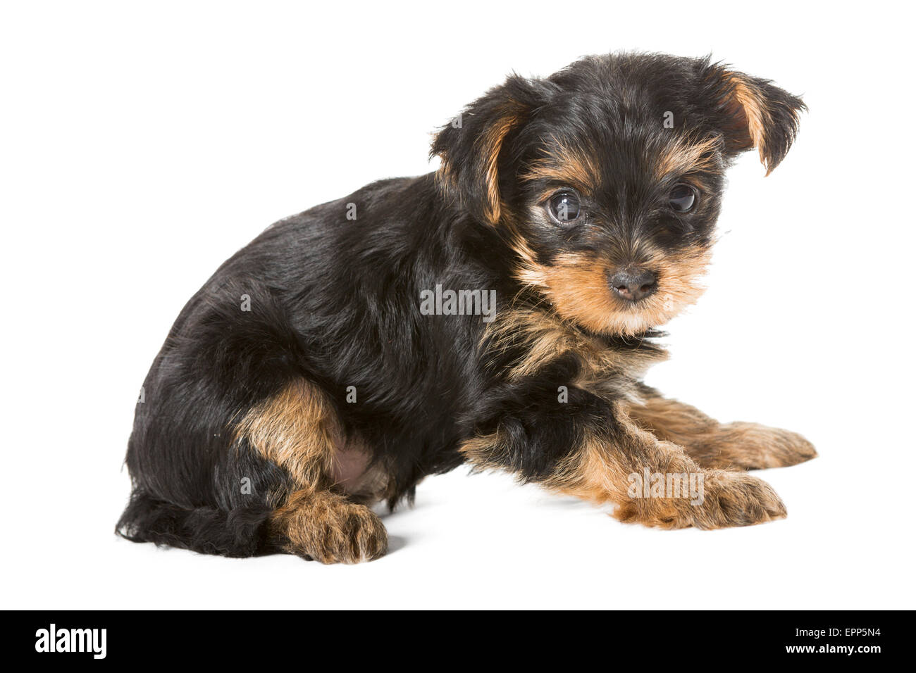 Kleine Yorkshire Terrier Welpen im Alter von einem Monat und einem halben, isoliert auf weißem Hintergrund. Stockfoto