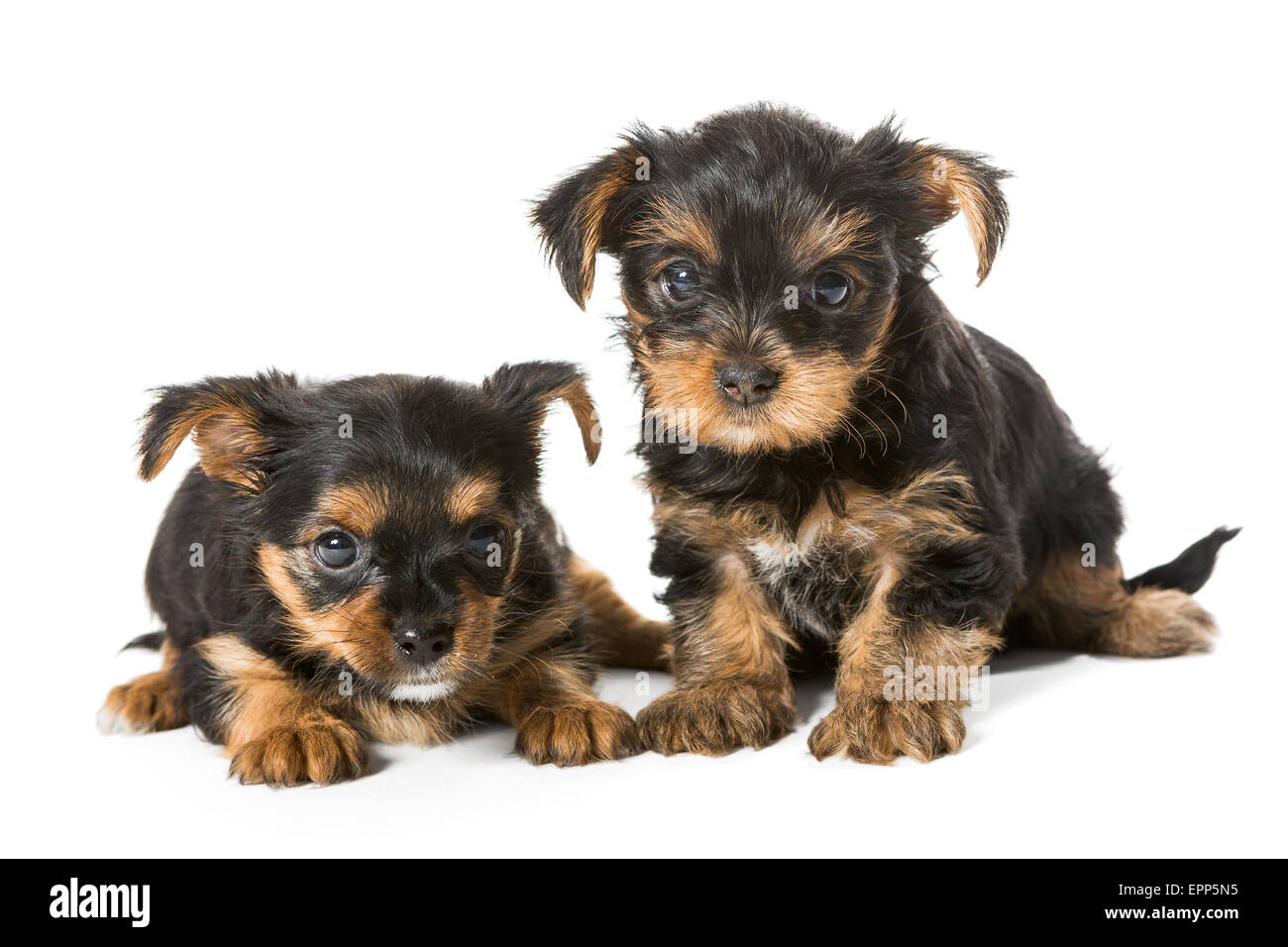 Zwei kleine Yorkshire-Terrier-Welpen, im Alter von einem Monat und eine Hälfte isoliert auf weißem Hintergrund... Stockfoto