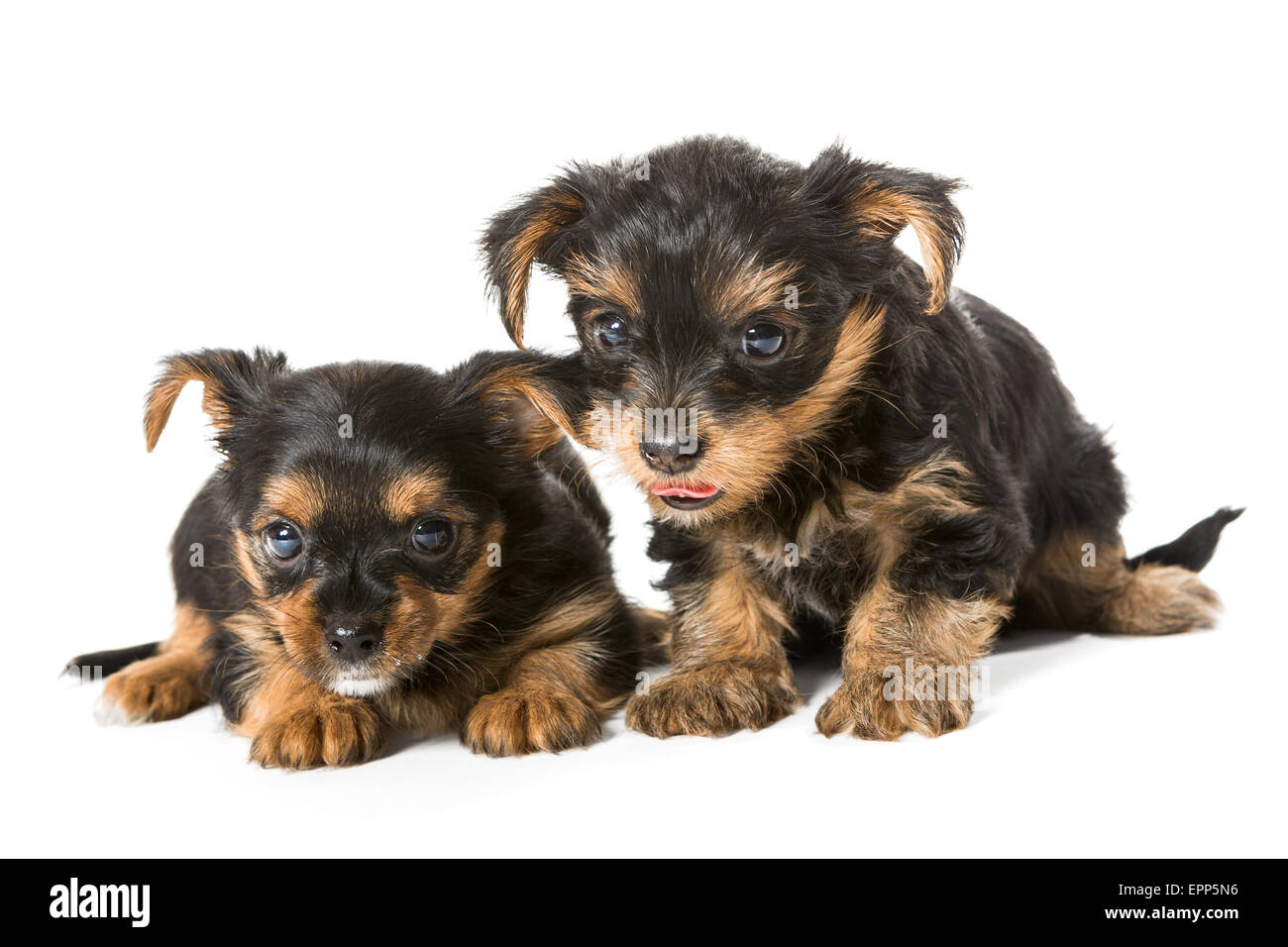 Zwei kleine Yorkshire-Terrier-Welpen, im Alter von einem Monat und eine Hälfte isoliert auf weißem Hintergrund... Stockfoto