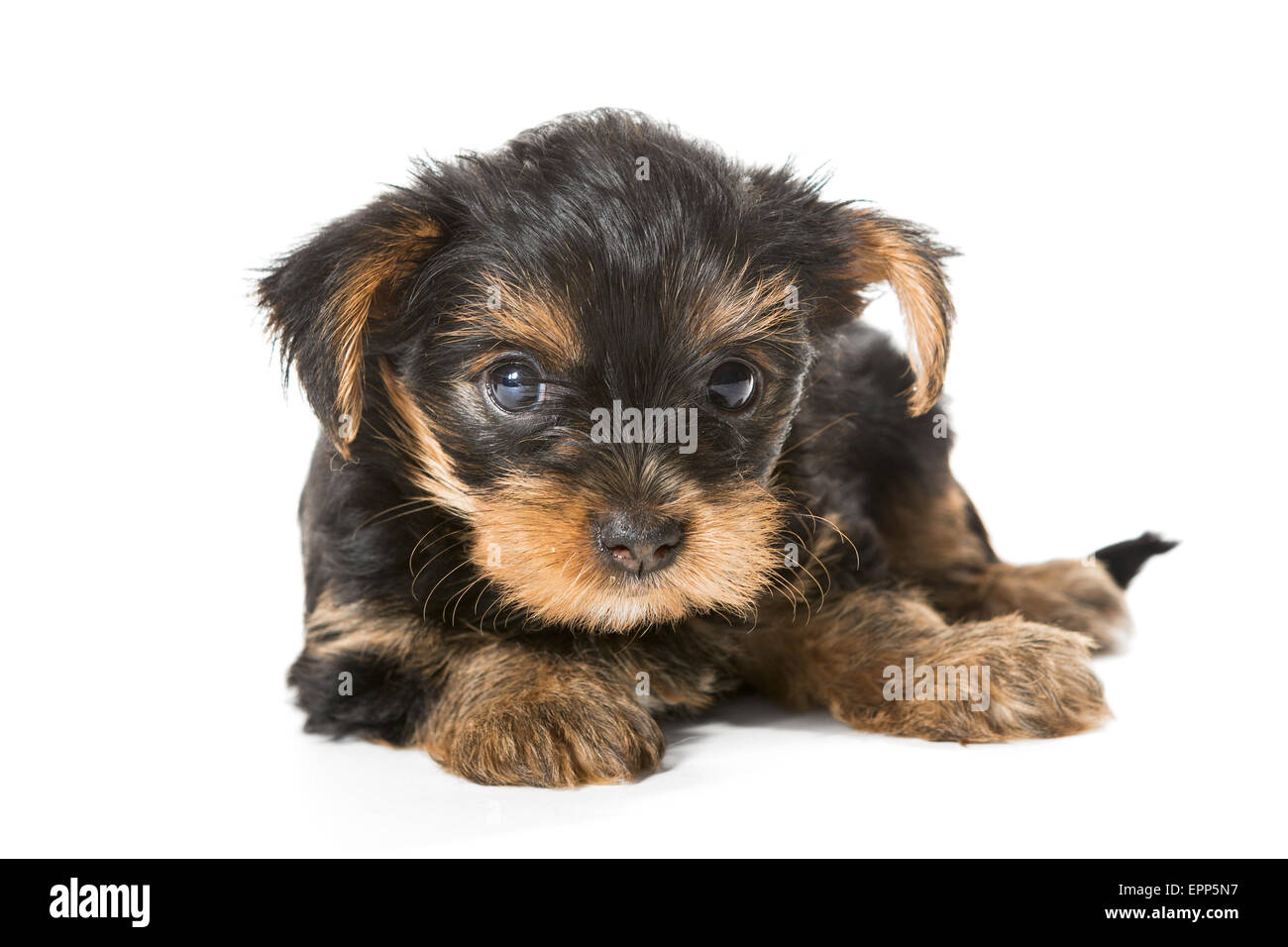 Kleine Yorkshire Terrier Welpen im Alter von einem Monat und einem halben, isoliert auf weißem Hintergrund. Stockfoto