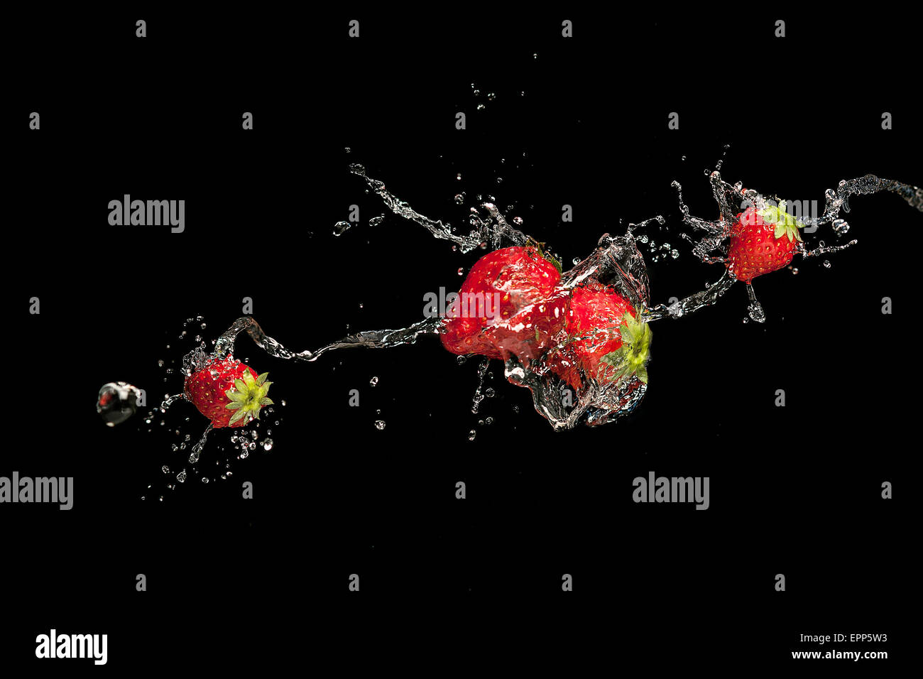 Erdbeeren im Wasser plantschen, auf schwarzem Hintergrund Stockfoto