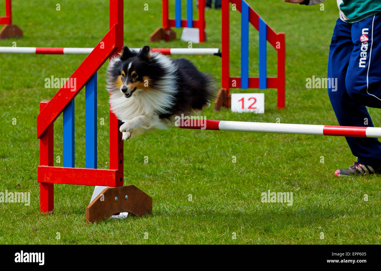 Gut ausgebildete Haustier Haushund, die Teilnahme an einem Agility-Wettbewerb mit Sprüngen und Rampen Derbyshire England UK Stockfoto