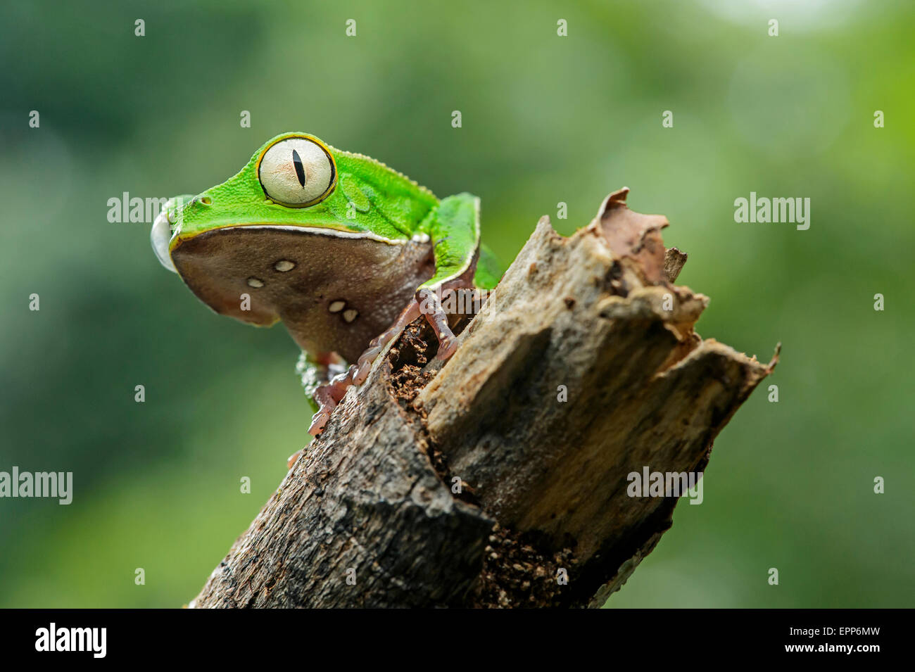 Blatt weiß gesäumten Frosch (Phyllomedusa Vaillantii), Treefrog Familie (Hylidae), Amazonas-Regenwald, Yasuni-Nationalpark in Ecuador Stockfoto