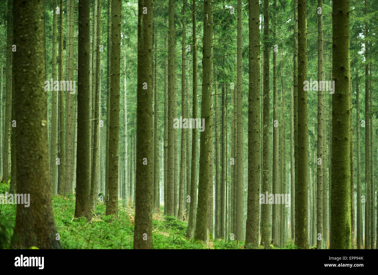 Schönen grünen Wald Stockfoto