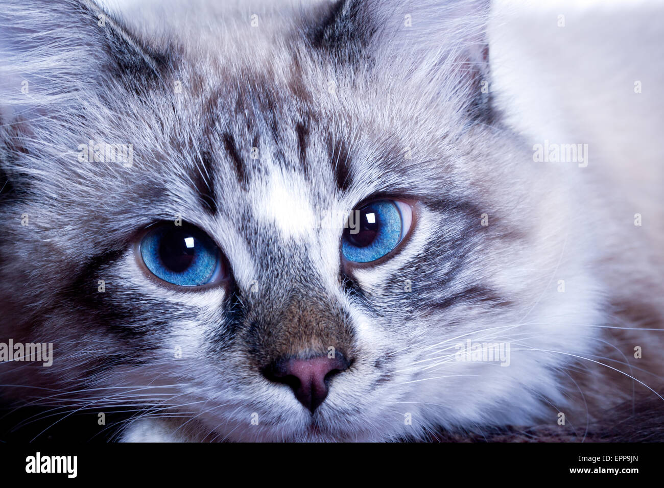traurig, blauäugige Katzengesicht hautnah Stockfoto