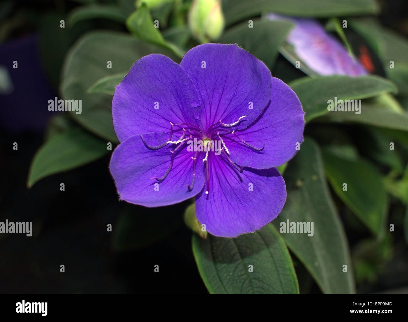 Glorybush lila schöne und exotische tropische Blume mit