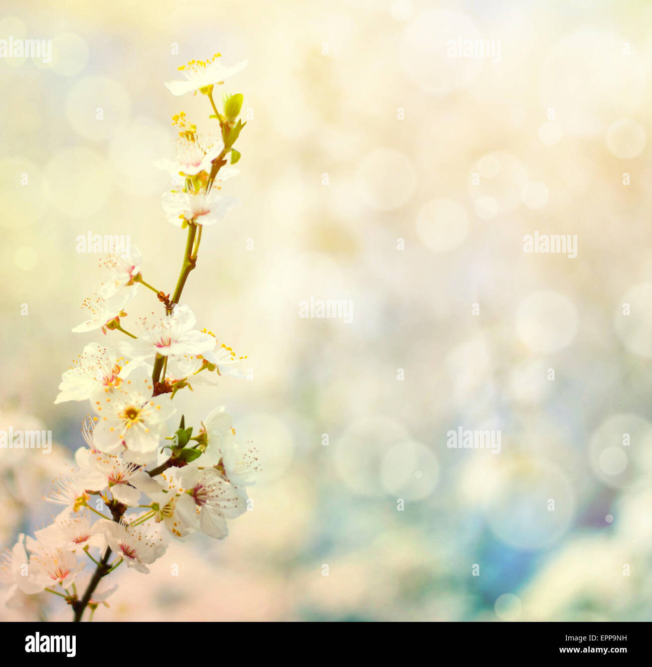 Schöne Pflaume Bracnh mit Blumen gegen erlauben backgroiund Stockfoto