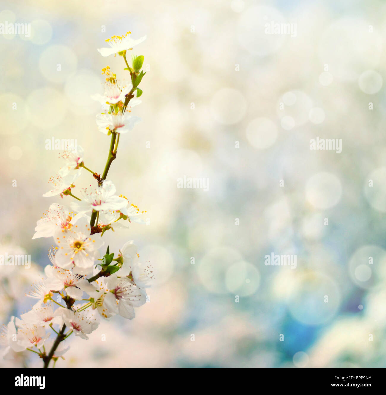 Schöne Pflaume Bracnh mit Blumen gegen erlauben backgroiund Stockfoto